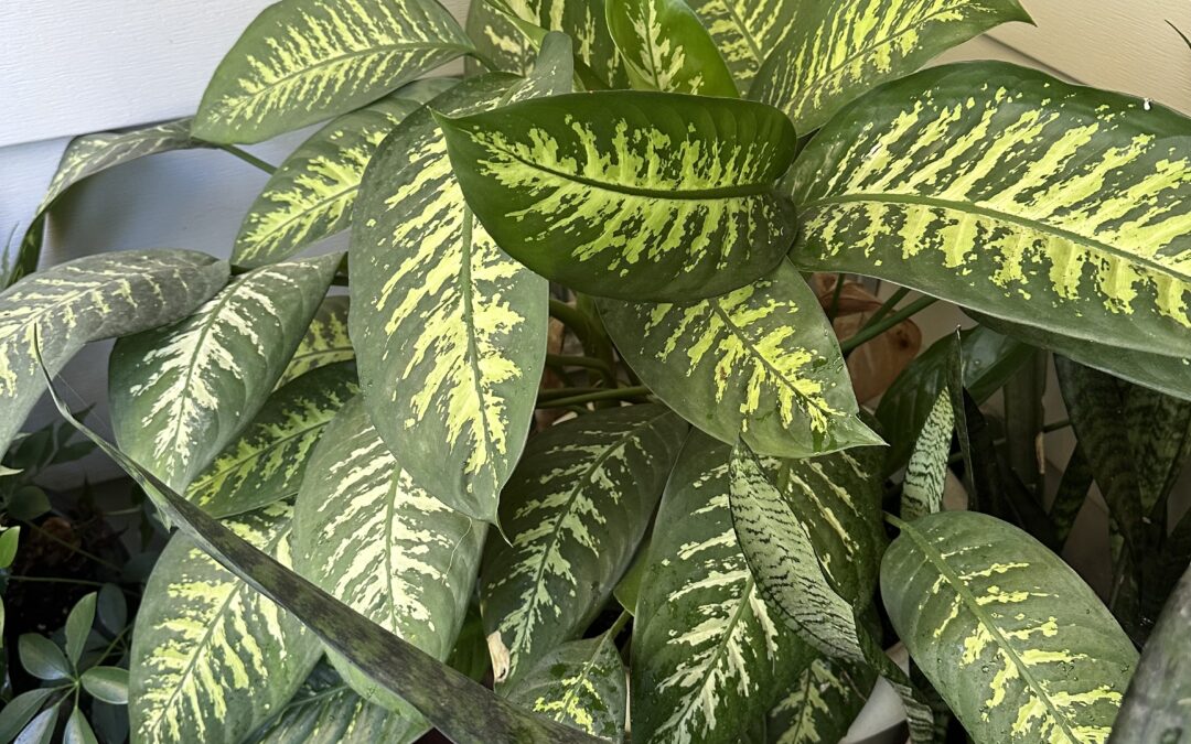 Creative Living: My 40-Year-Old Dieffenbachia’s First Summer on the Porch