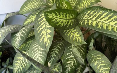 Creative Living: My 40-Year-Old Dieffenbachia’s First Summer on the Porch