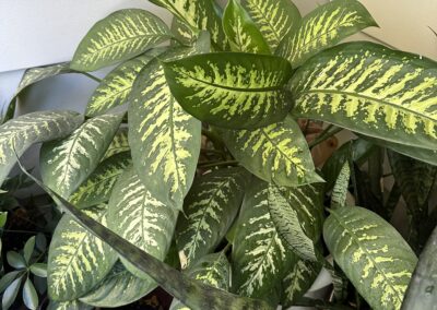 40-year-old dieffenbachia plant thriving outdoors on a shaded porch.