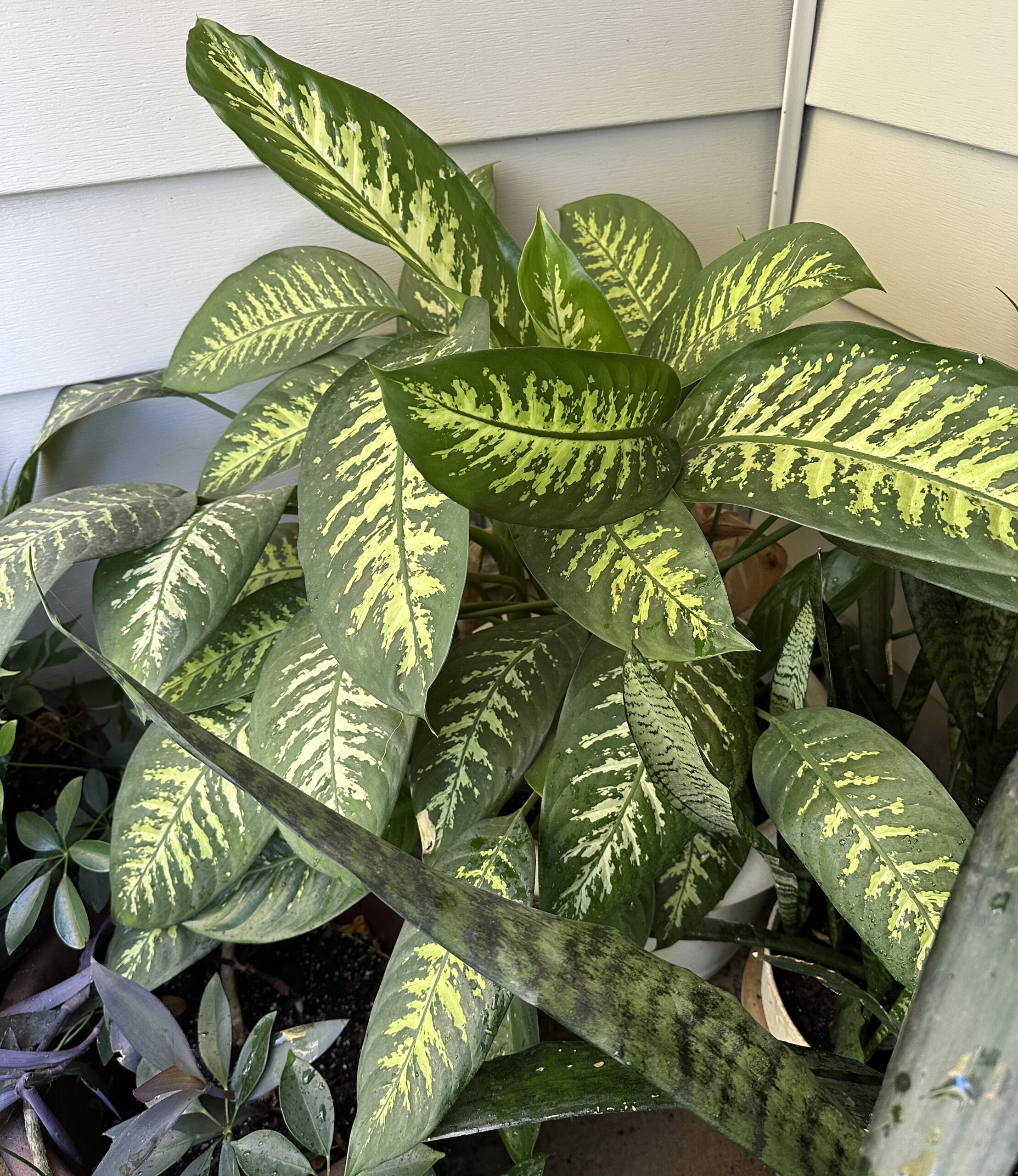 money tree hawaii Money Tree Plants ‘Pachira aquatica’ main image 1